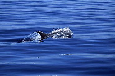 Risso's dolphin (Grampus griseus) surfacing at speed with natural scarring visible. Monterey Bay, California, USA