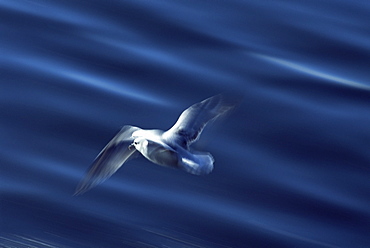 Fulmar (Fulmar glacialis) - slow shutter speed to show wing patterns in flight. Iceland