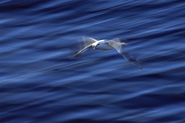 Fulmar (Fulmar glacialis) - slow shutter speed to show wing patterns in flight. Iceland