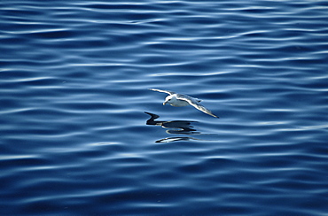 Northern fulmar (Fulmaris glacialis) in flight over sea, Olafsvik, Western Iceland