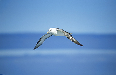 Manx shearwater (Puffinus puffinus) taking off. Hebrides, UK