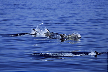 Pod of Risso's dolphins (Grampus griseus) Monterey Bay, California, USA