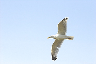 Herring gull (Larus argentatus) in flight, Cardigan Bay, West Wales, UK   (RR)