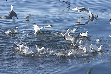 Kittiwakes (Rissa tridactyla) attacking sand eel baitball Isle of Mull, Western Scotand    (RR)