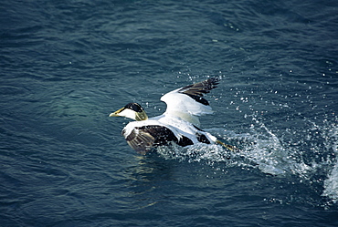 Eider duck (Somateria mollissima) taking off, Jokulsarlon Glacial Lagoon, Iceland