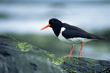 Eurasian oystercatcher (Haematopus ostralegus) Ytri-Tunga, Snaefellness Peninsula, Iceland