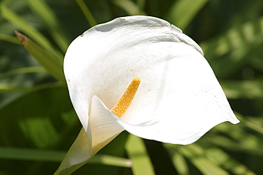 Lilly.  Katmandu, Nepal.