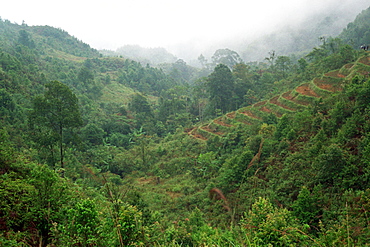 Forest and Terraceing . Vietnam.