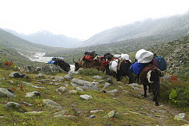 Mountain Yaks. Mountain and Clouds. Himalayas, Tibet.