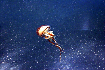 Jelly Fish., Dartmouth, Devon.