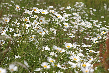 Daisies. Meadow Flowers, Devon Field.