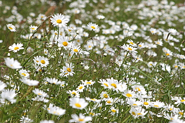 Daisies. Meadow Flowers, Devon Field.