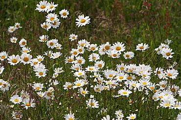 Daisies. Meadow Flowers, Devon Field.