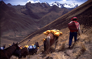 Peru -  Trek horses. Inca Trail near Machu Picchu. 