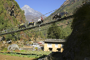 Yaks on Bridge. near Lukla, Everest Trail, Nepal.