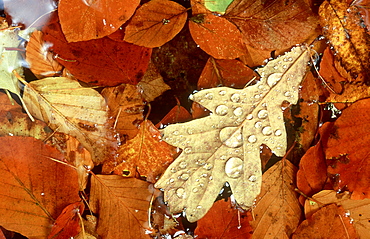 pedunculate oak: quercus robur fallen leaf in pond edzell, angus, scotland