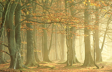 beech fagus sylvatica autumn woodland abroath angus scotland