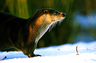 otter lutra lutra on pond bank otterpark, aqualutra