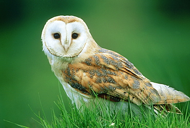 Barn owl, Tyto alba, Stirlingshire, Scotland, UK