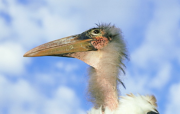 marabou stork: leptoptilos crumeniferus juvenile kent, eng land