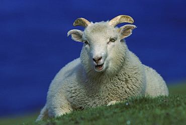 shetland sheep, ovis aries, male chewing the cud, unst, shetland, scotland