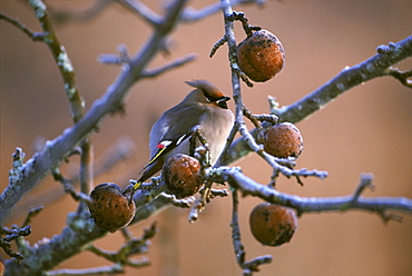 waxwing bombycilla garullus in apple orchard 2001 kinlochewe, scotland