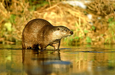 otter