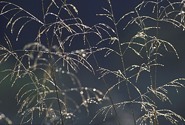 wavy hair grass