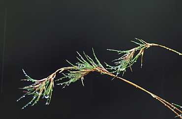 viviparous fescue festuca viv. ardnamurchan, argyll