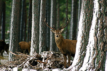 red deer, cervus elaphus