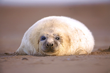 grey seal, halichoerus grypus, , pup on beach, early dec, eastern england, uk.