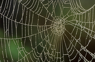 cobwebs aviemore, inverness-shire, , scotland.