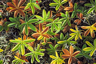 alpine ladies mantle