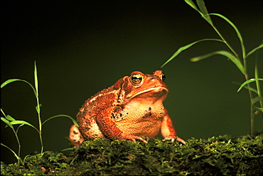 american toad bufo americanus at first light mcclure, pa, usa