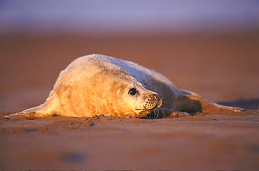 grey seal halichoerus grypus pup on sandy beach, early december. eastern england.