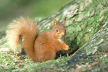 red squirrel sciurus vulgaris beside scots pine guthrie, angus, scotland