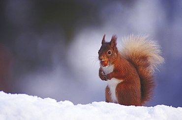 Red squirrel, Sciurus vulgaris, in snow, Meikleour, Perth, Scotland