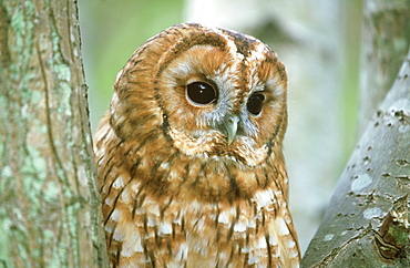 tawny owl (c): strix aluco watching from fork in tree dalk eith, scotland