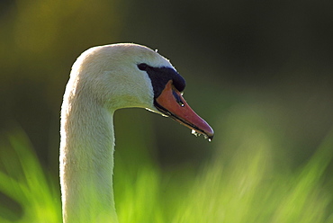 mute swan cygnus olor montrose basin, lnr, , angus, scotland