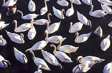 mute swan cygnus olor feeding on dumped grain montrose basin lnr, angus