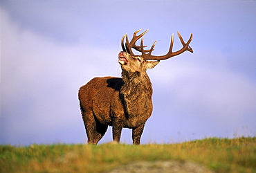 Red deer, Cervus elaphus, stag, sniffing the air, Kingussie, Scotland