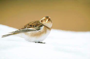 snow bunting plectrophenax nivalis in winter inverness-shire, scotland