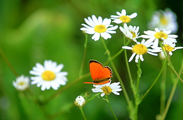 large copper butterfly