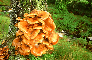 velvet shank: flammulina velutipes on birch sutherland, scotland