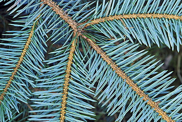 sitka spruce picea sitchensis underside of branch angus, scotland