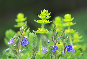 crosswort, cruciata laevipes, montrose, angus, scotland