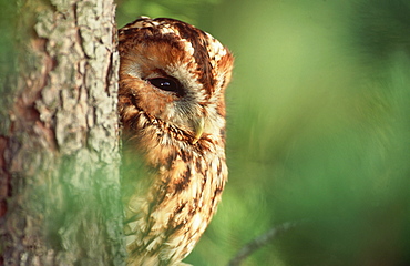 tawny owl: strix aluco brown phase female at roost  montre athmont,angus,scotland