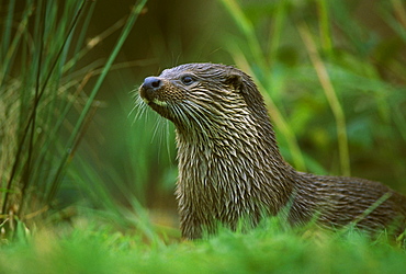 european otter