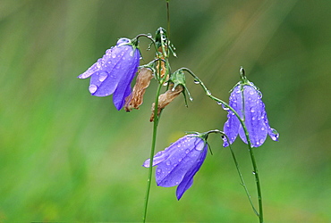 harebell