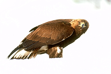 golden eagle, aquila chrysaetos, immature on carcass, norway